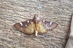 Cotachena histricalis