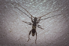 Coptocercus crucigerus