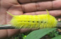 Apatelodes torrefacta