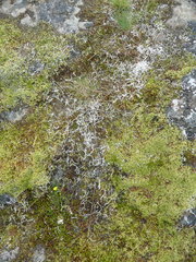 Thamnolia vermicularis vermicularis