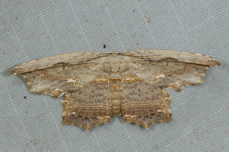 Pseuderosia