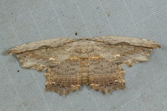 Pseuderosia cristata