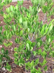 Magnoliopsida