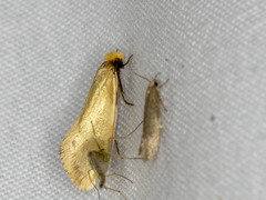 Edosa ochracea