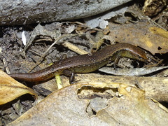 Oligosoma aeneum