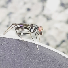 Diptera