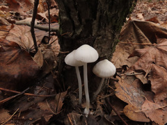 Hemimycena cucullata