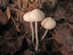 Hemimycena cucullata