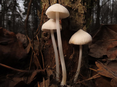 Hemimycena cucullata