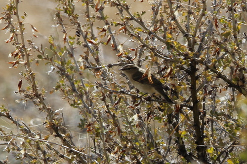 Hume's Leaf Warbler (Phylloscopus humei), photo 8