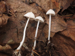 Hemimycena cucullata