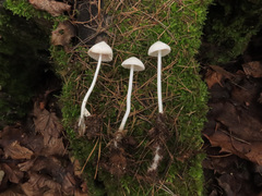 Hemimycena cucullata