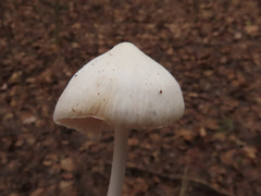 Hemimycena cucullata