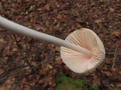Hemimycena cucullata