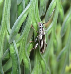 Navomorpha sulcata