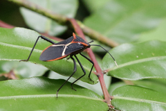 Leptoscelis tricolor