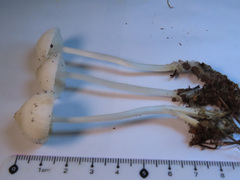 Hemimycena cucullata