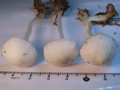 Hemimycena cucullata