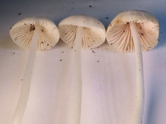 Hemimycena cucullata