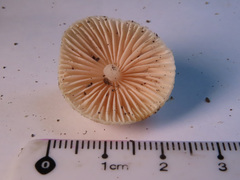 Hemimycena cucullata