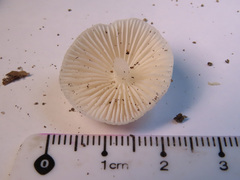 Hemimycena cucullata