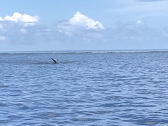 Stenella longirostris