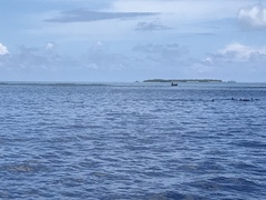 Stenella longirostris