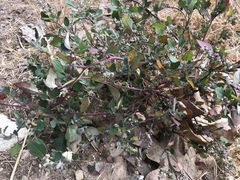 Chenopodiastrum erosum