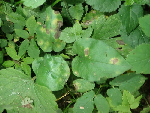 Ramularia cylindroides observed 2025-09-20