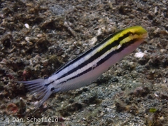 Petroscirtes breviceps