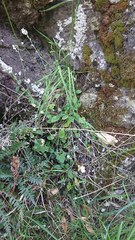 Myosotis lytteltonensis