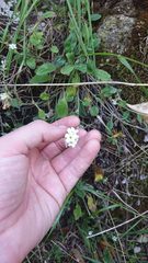 Myosotis lytteltonensis