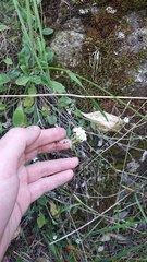 Myosotis lytteltonensis