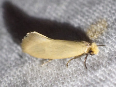 Edosa ochracea