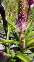Lachenalia salteri