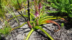 Lachenalia salteri