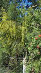 Phytoplasma allocasuarinae