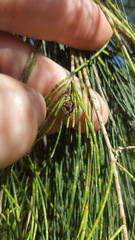 Phytoplasma allocasuarinae