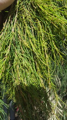 Phytoplasma allocasuarinae