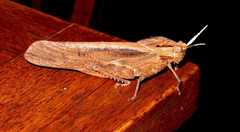 Lobosceliana