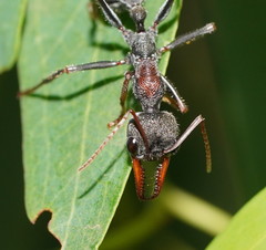 Myrmecia pulchra