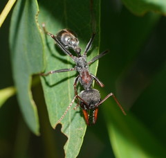 Myrmecia pulchra