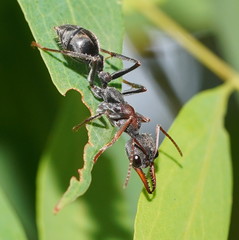 Myrmecia pulchra