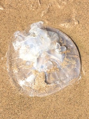 Rhizostomatidae