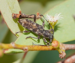 Pempsamacra dispersa