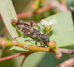 Pempsamacra dispersa