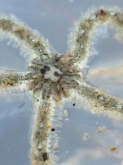 Ophiocnemis marmorata