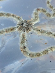 Ophiocnemis marmorata