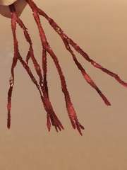 Rhodomelaceae