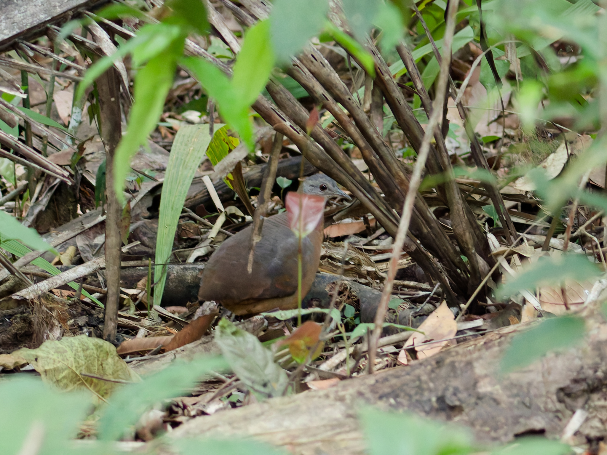 Little Tinamou (Crypturellus soui), photo 5